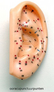 Verschillende punten op het oor zouden in verband staan met interne organen. Foto door Wouter Hagens.