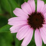 Echinacea en veiligheid van kruiden