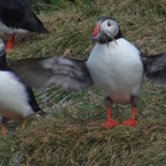 Een skeptische gids naar IJsland