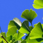 Ginkgo Biloba