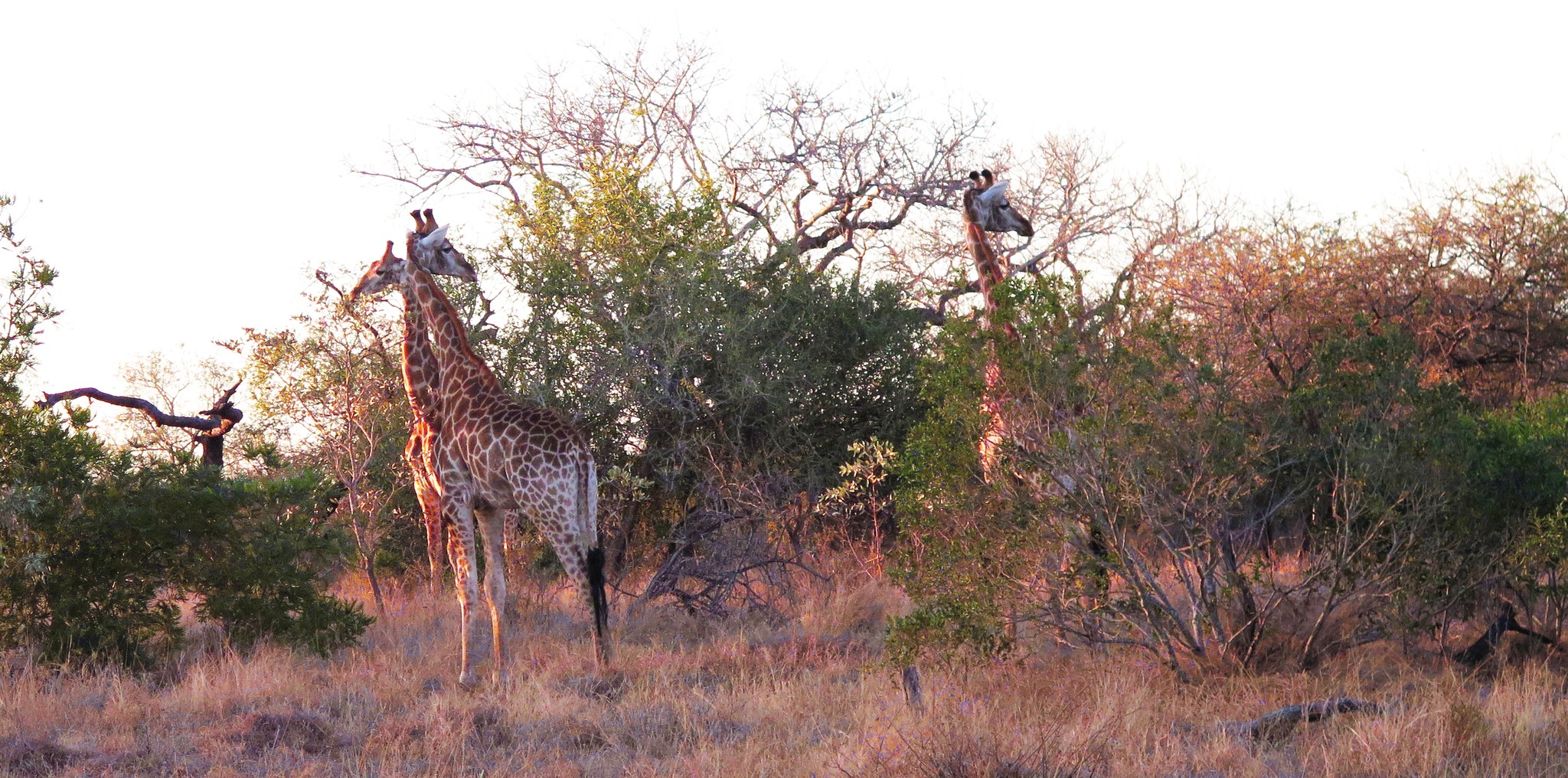 Giraffen het Krugerpark in Zuid Afrika