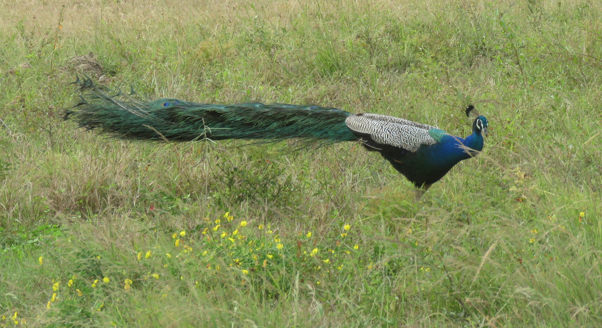 Pauwehaan in Sri Lanka