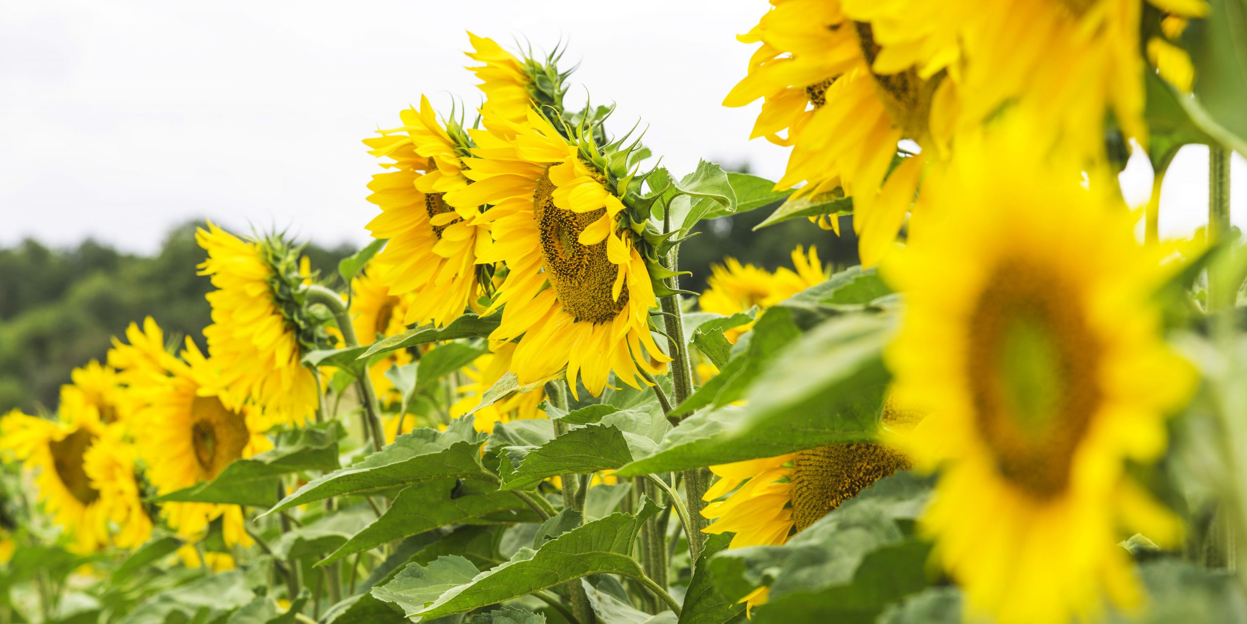 Zonnebloemen langs de Loire