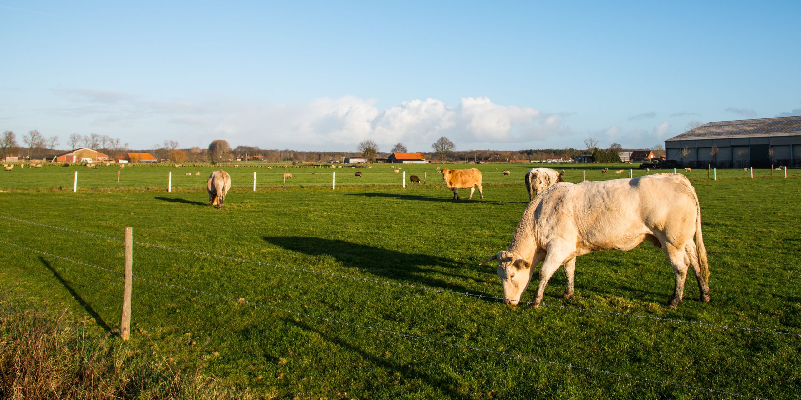 Vlaamse koeien in de weide (foto: Jozef Van Giel)