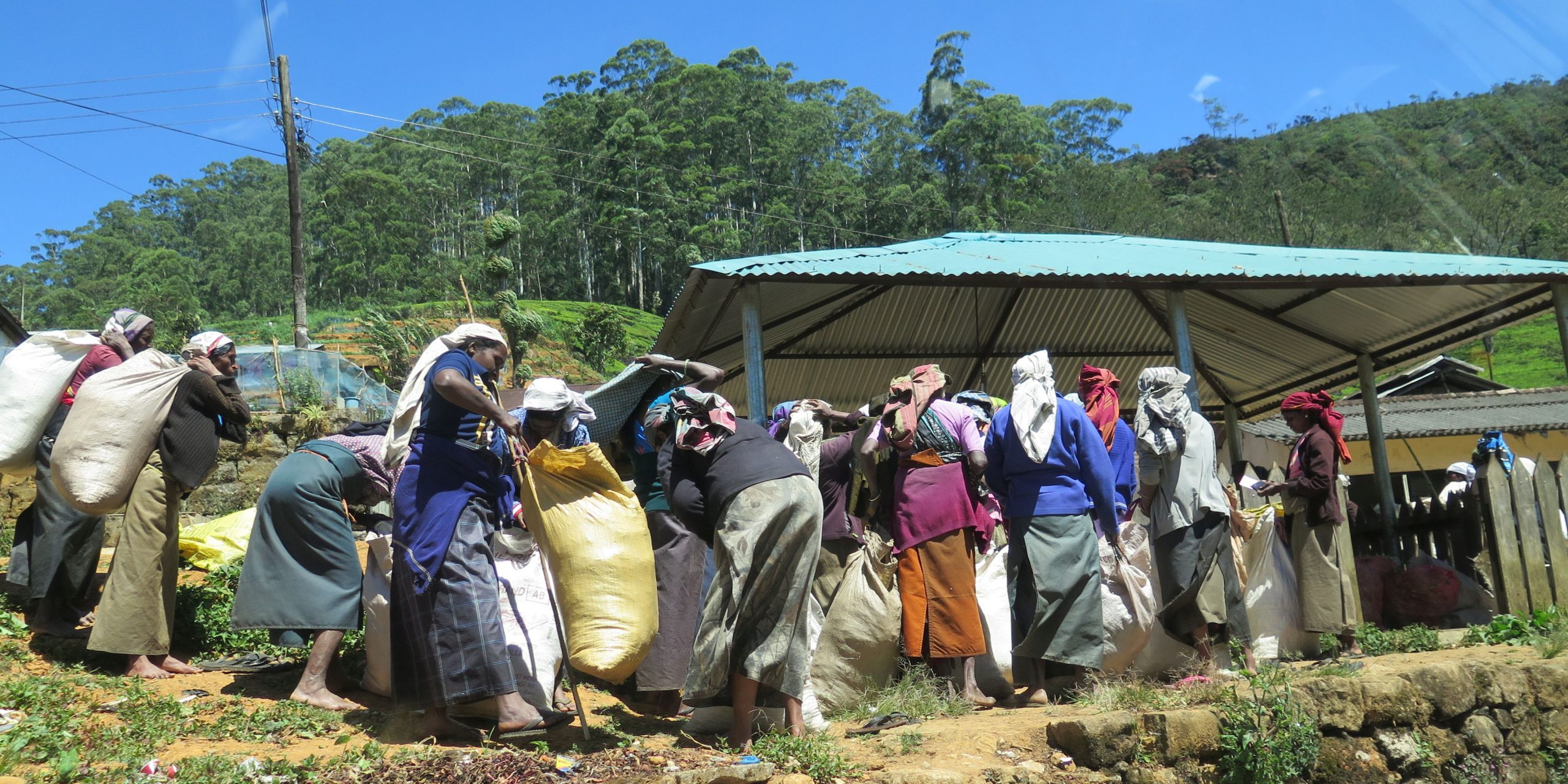 Theepluksters in Sri Lanka komen hun opbrengst verkopen.