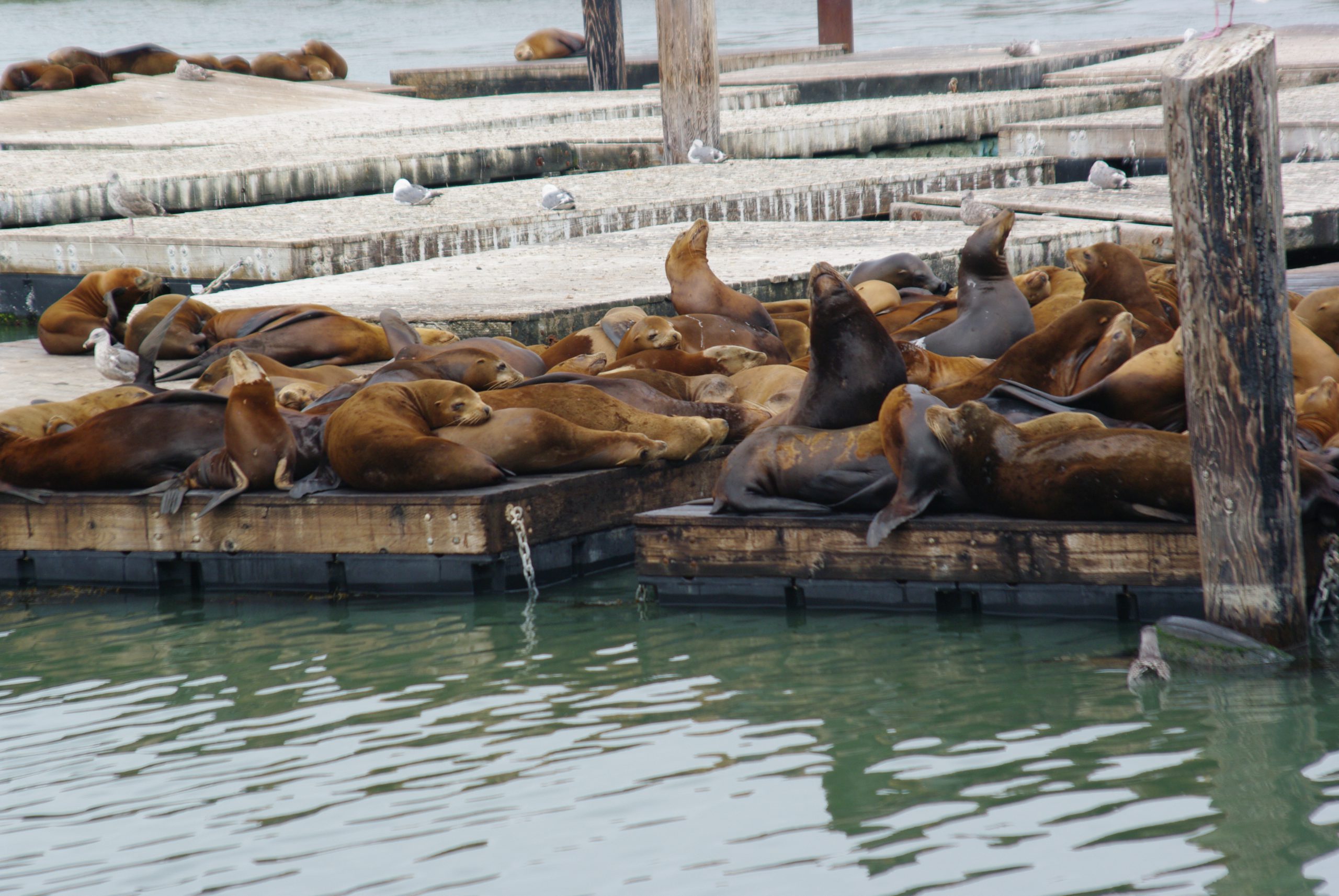 Zeehonden op het ponton in San Francisco (Foto: Jozef Van Giel)